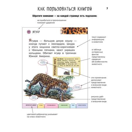 Книга Эксмо Все животные с крупными буквами