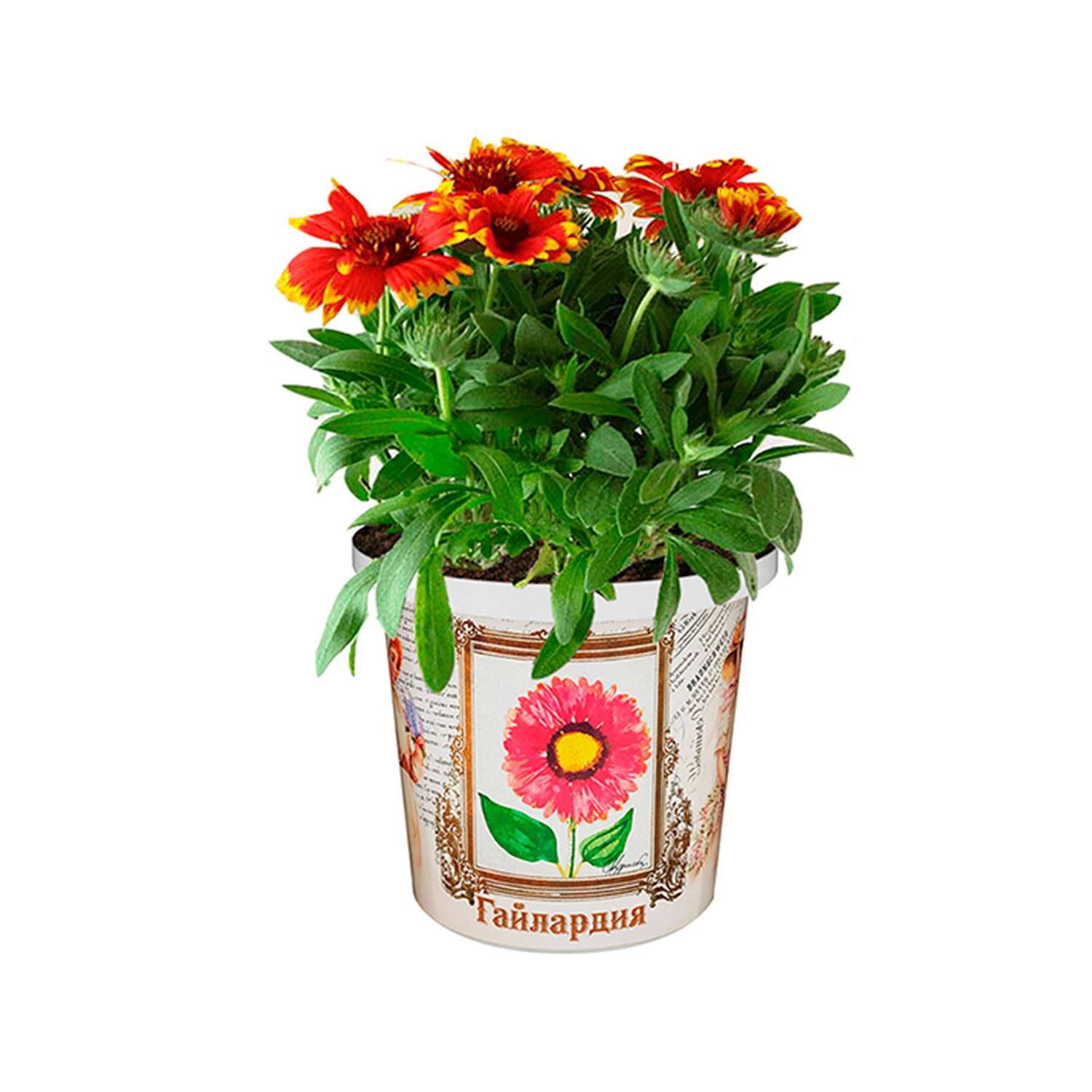 Набор для выращивания растений Rostok Visa Вырасти сам цветок Гайлардия в подарочном горшке - фото 5