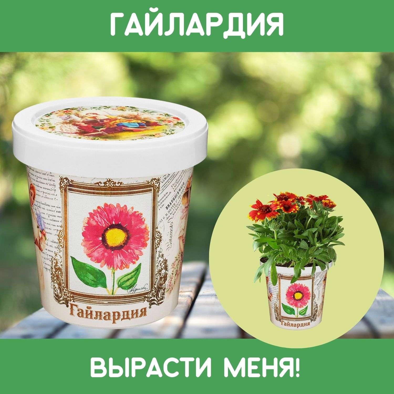 Набор для выращивания растений Rostok Visa Вырасти сам цветок Гайлардия в подарочном горшке - фото 1