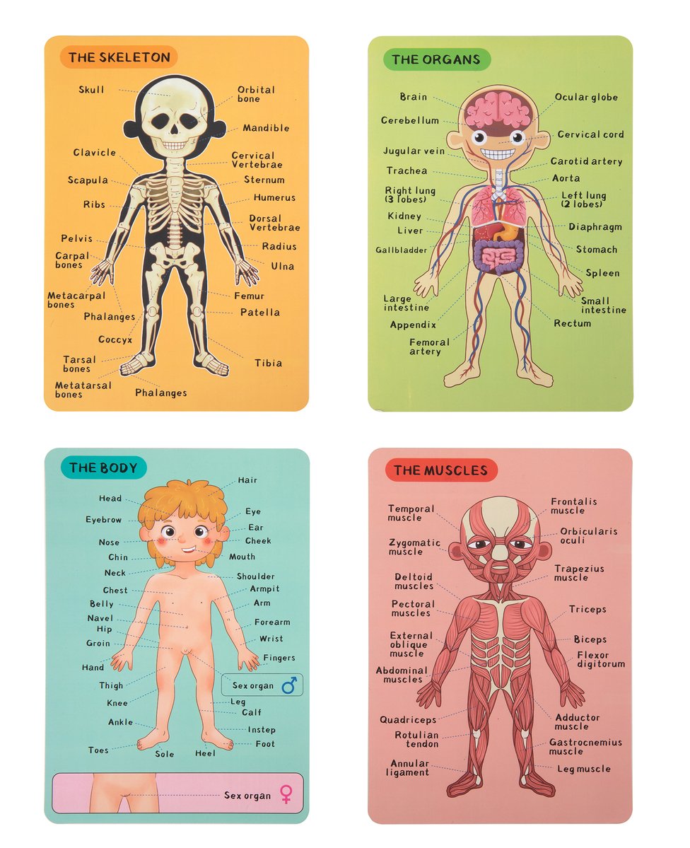 Tooky Toy Co Body Magnetic Chart 1pc