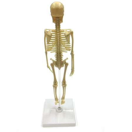 Набор исследовательский ND PLAY Скелет человека NDP-058