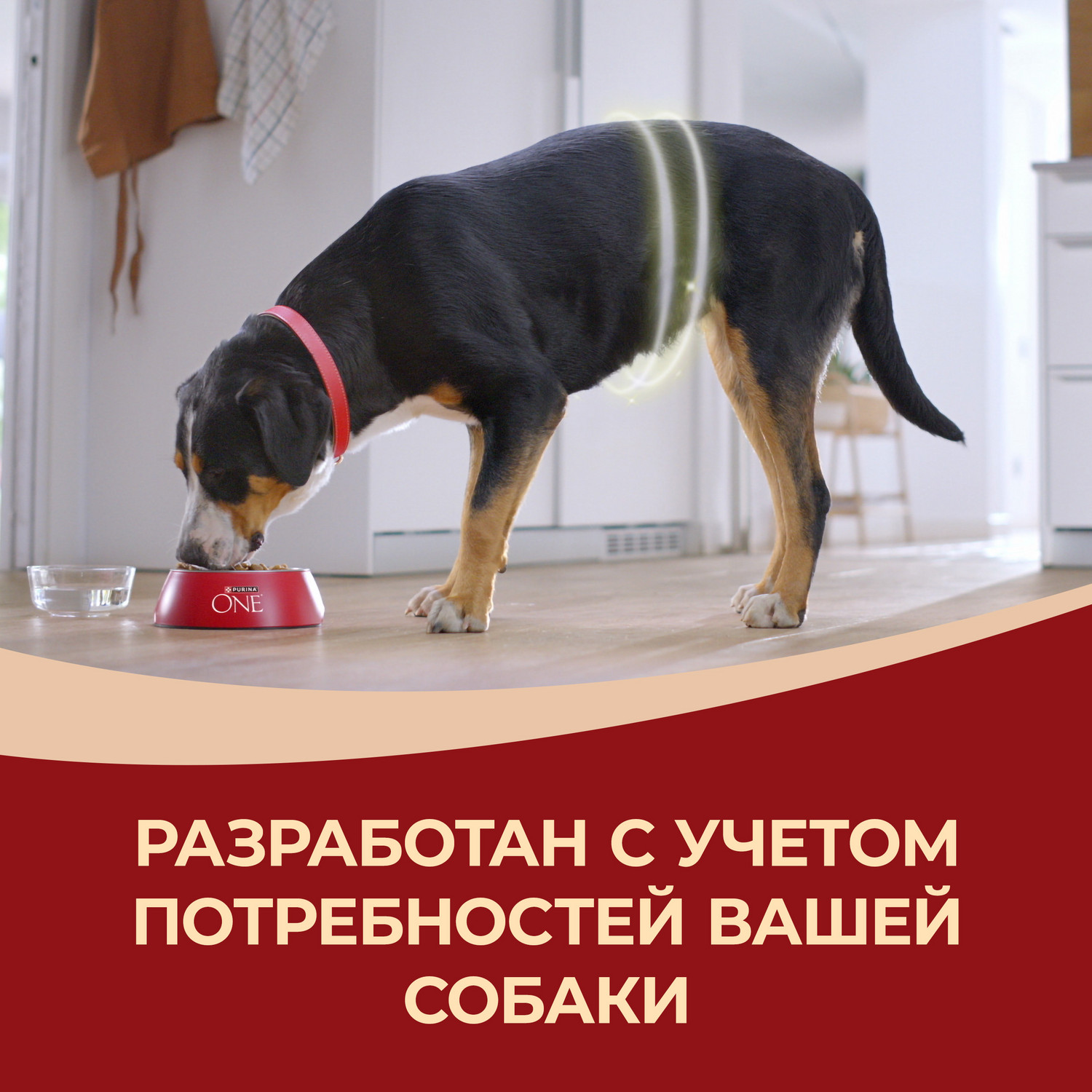 Сухой корм для собак Purina One 1.8 кг говядина (для домашних, полнорационный) - фото 10