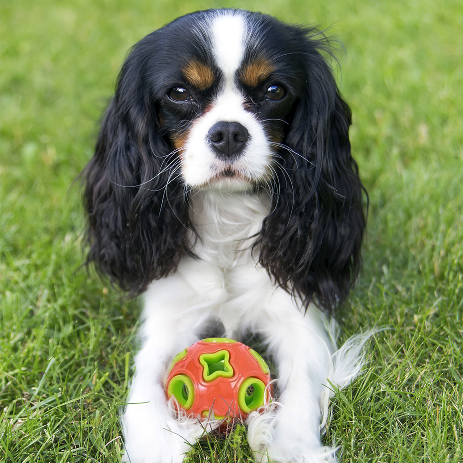 Игрушка мяч дозирующий корм ZDK Для собак ZooWell Play с колокольчиком оранжевый - фото 9