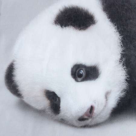 Комплект постельного белья Этель Funny panda