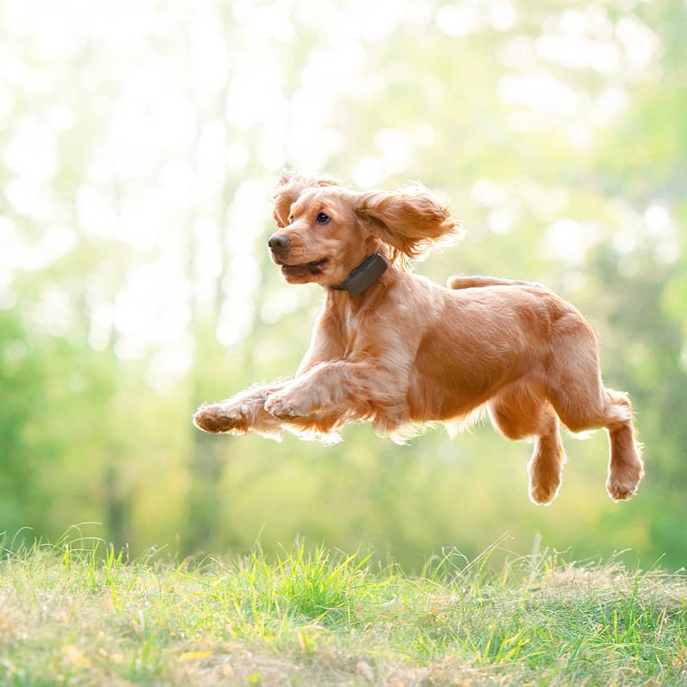 Трекер для собак Tractive Dog - фото 8