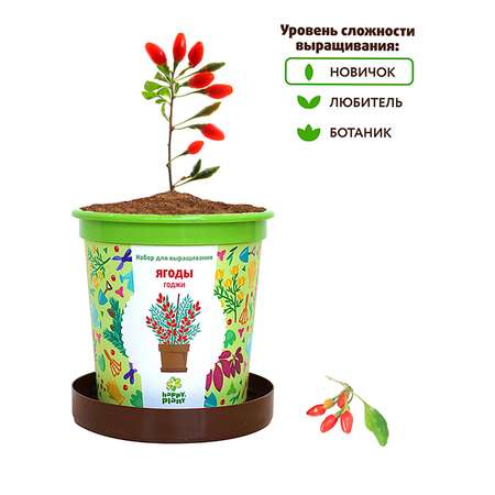Набор для выращивания Happy Plant Вырасти сам растение в горшочке Ягоды Годжи