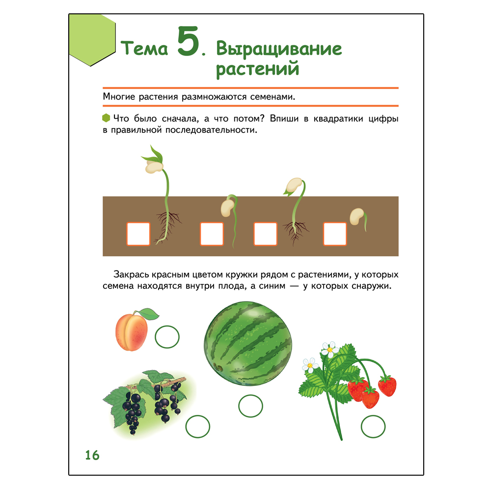 Развивающая тетрадь Русское Слово Знакомлюсь с растениями для детей 6-7 лет - фото 4