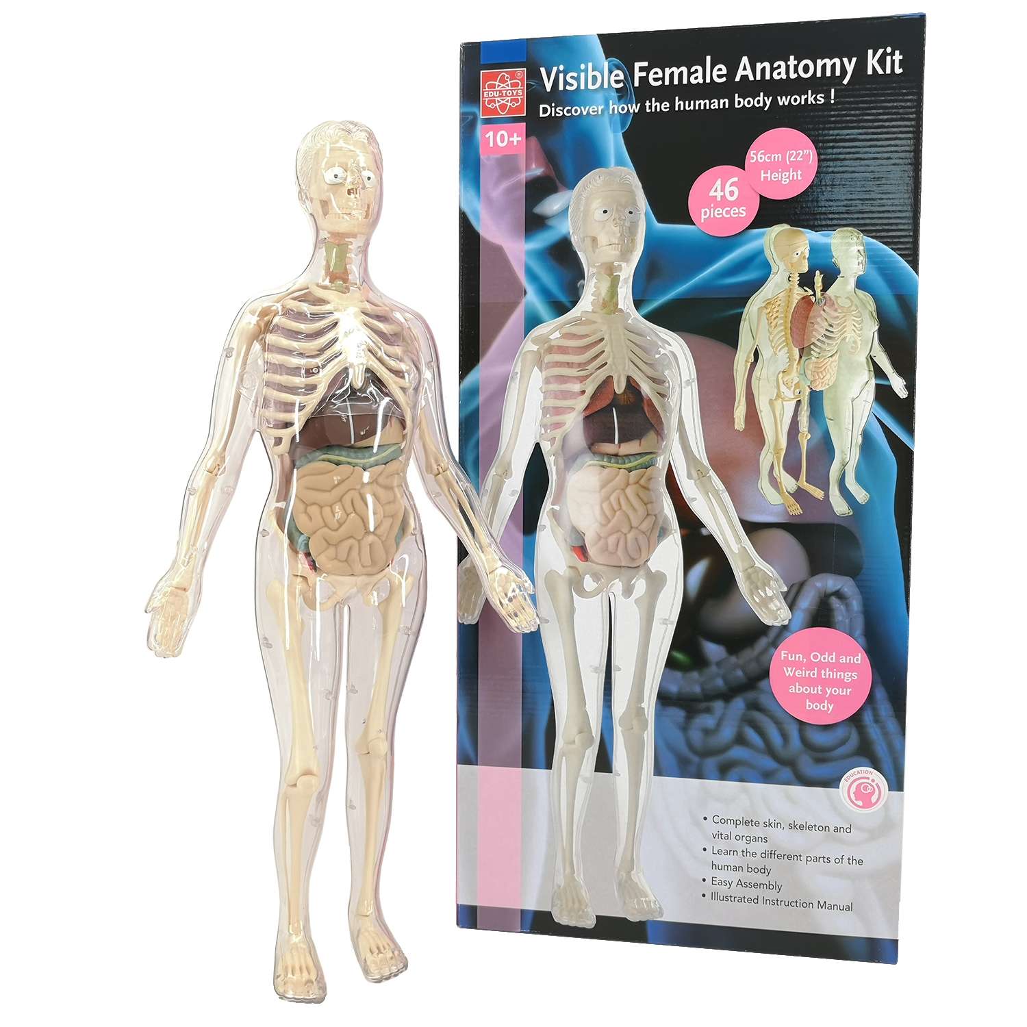 Анатомический набор EDU-TOYS органы и скелет женщины 56см - фото 3