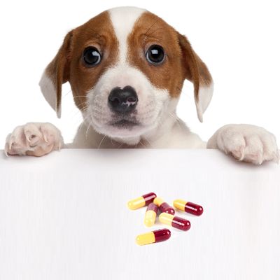Препараты для собак