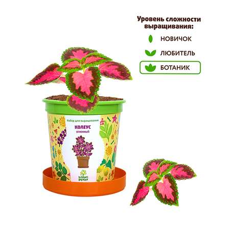 Набор для выращивания Happy Plant Вырасти сам растение в горшочке Колеус огненный