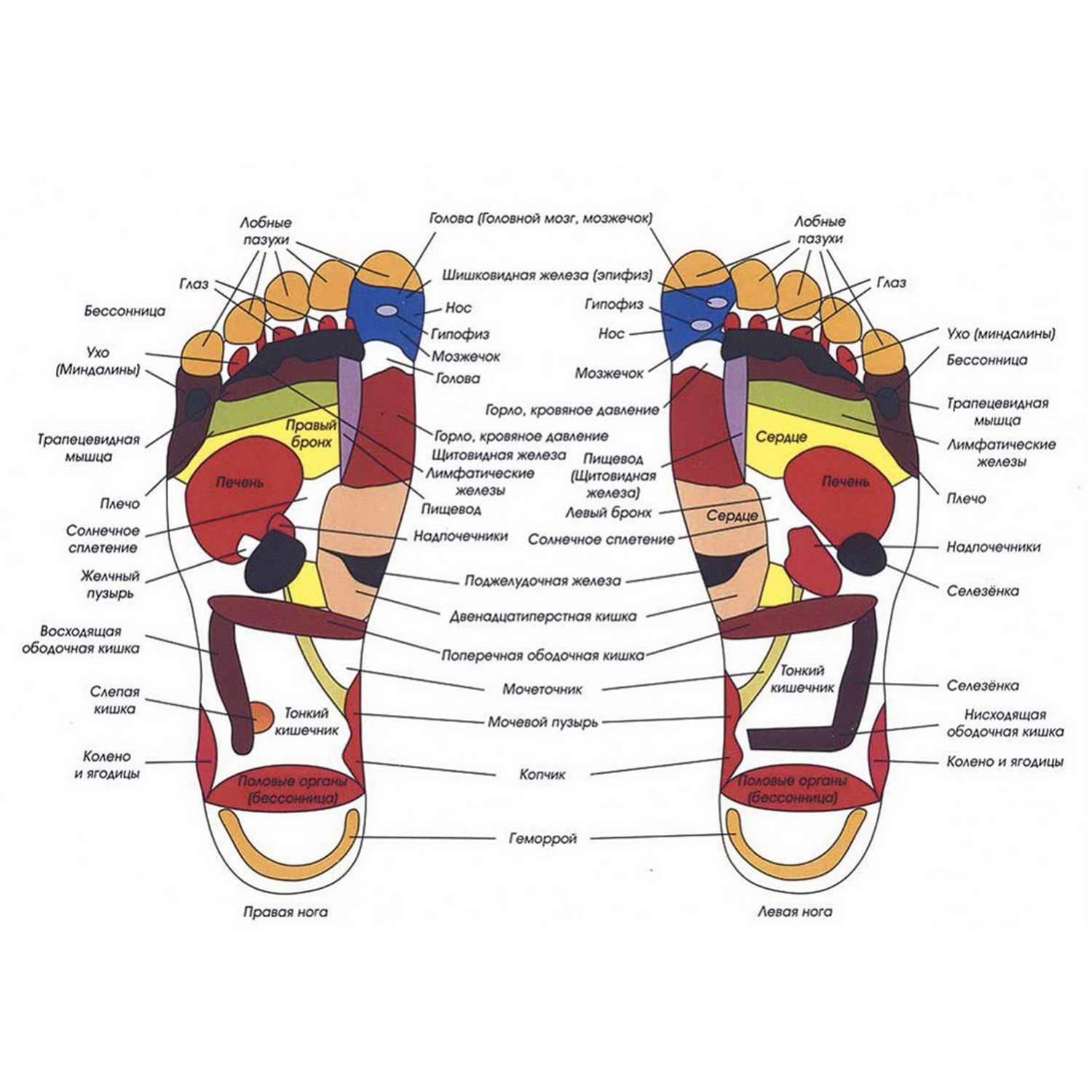 точки на ступнях отвечающие за органы фото