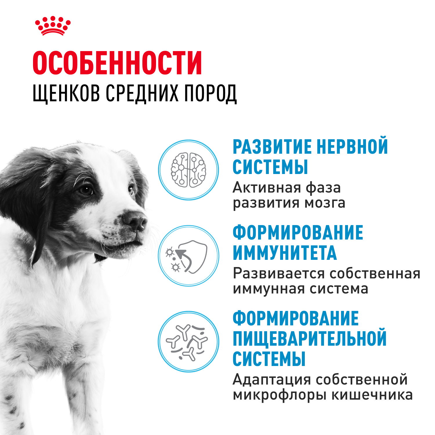 Корм для щенков ROYAL CANIN средних пород 2-12 месяцев 3кг - фото 2