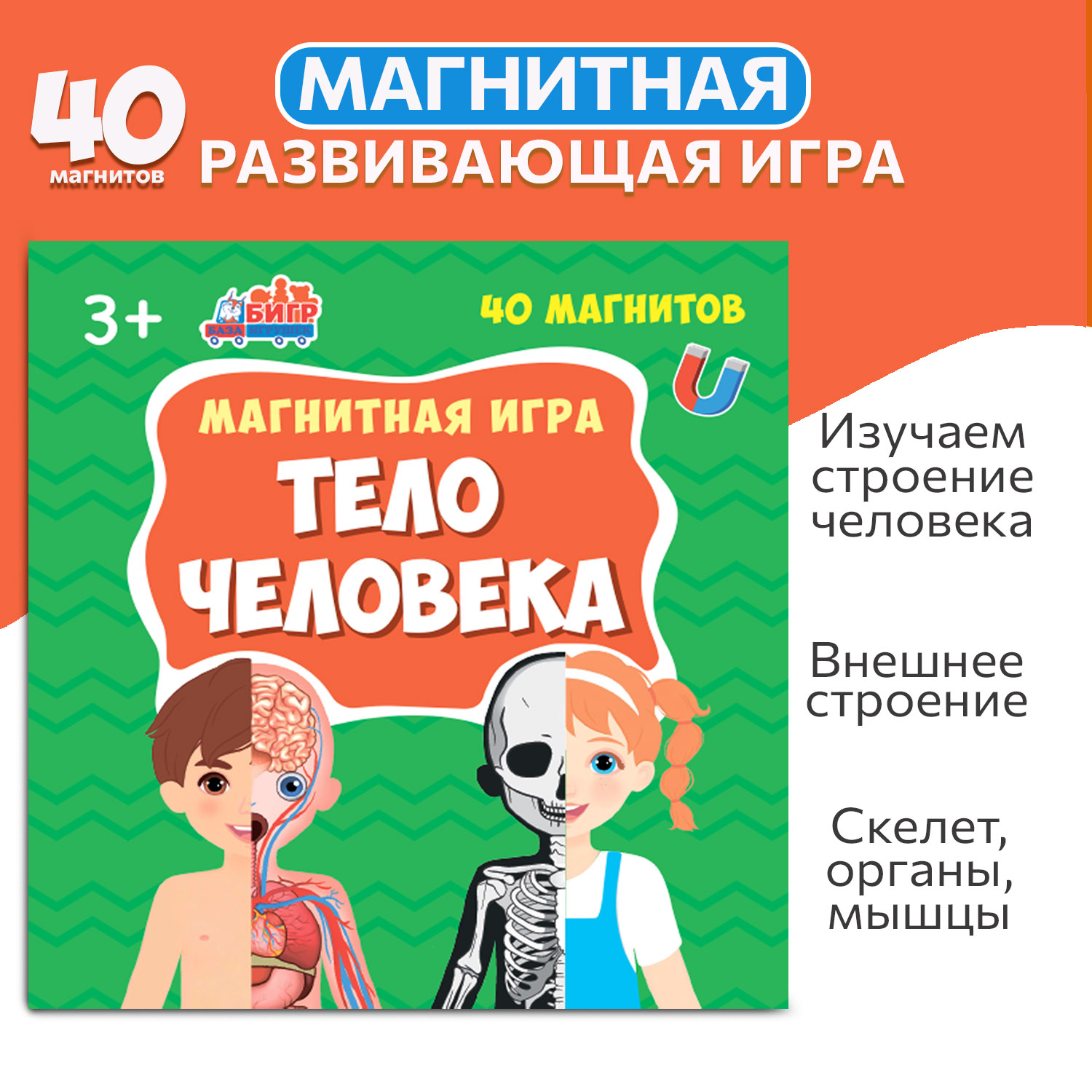 Развивающая магнитная игра Бигр Тело человека УД95 - фото 9