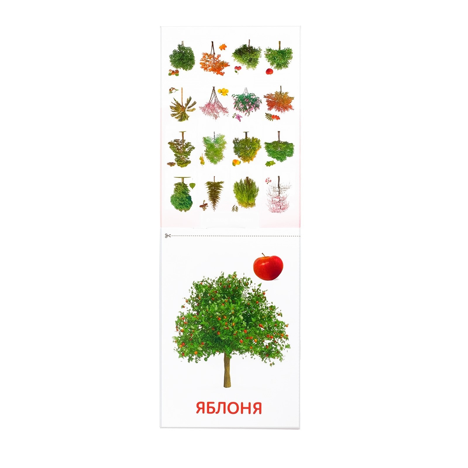 Обучающие карточки Буква-ленд Деревья в соответствии с методикой Г.Домана - фото 2