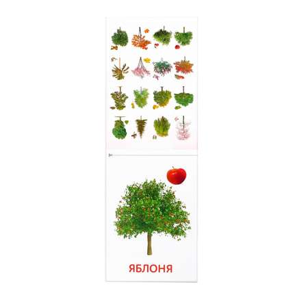 Обучающие карточки Буква-ленд Деревья в соответствии с методикой Г.Домана