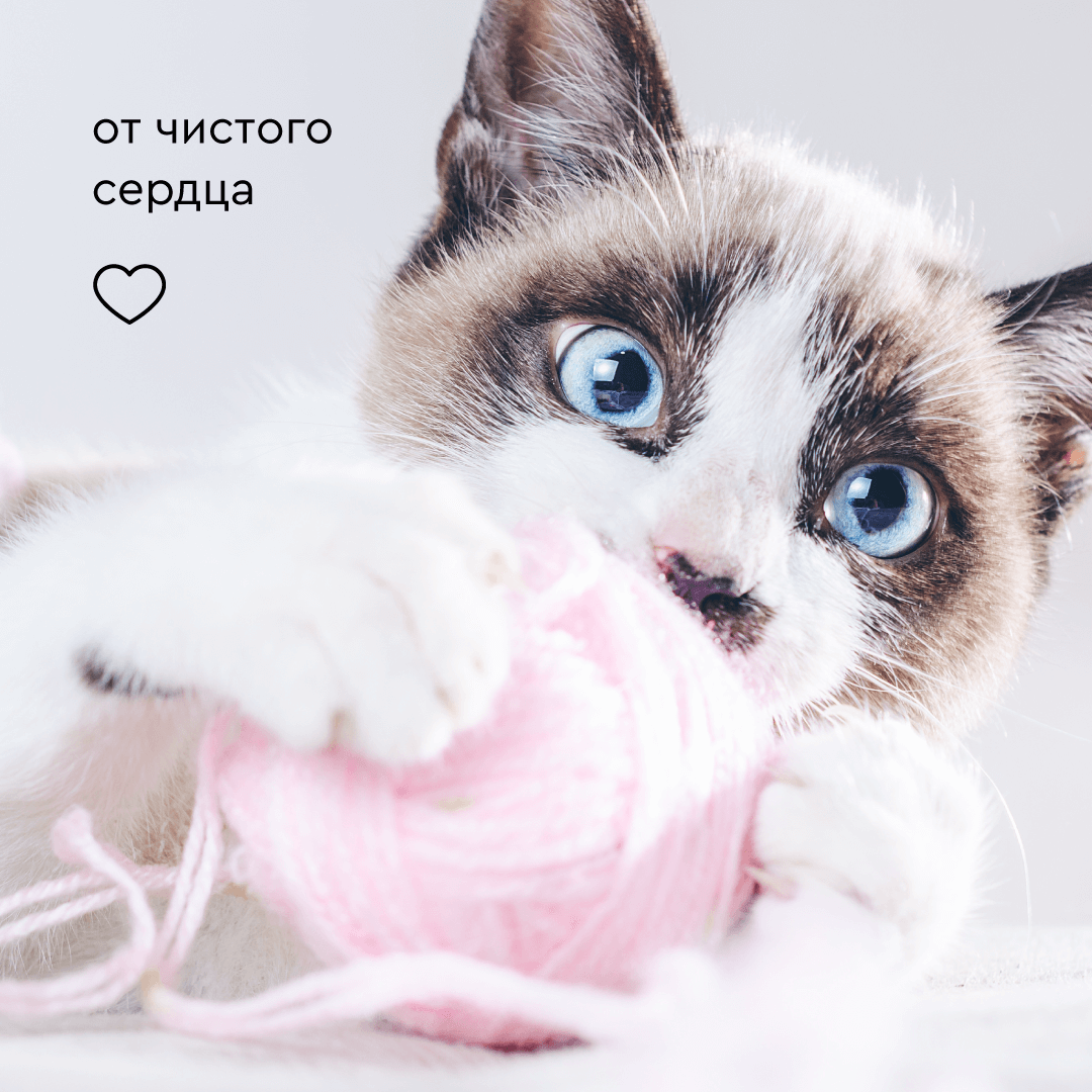 Шампунь для кошек Pamilee с эффектом кондиционера - фото 8