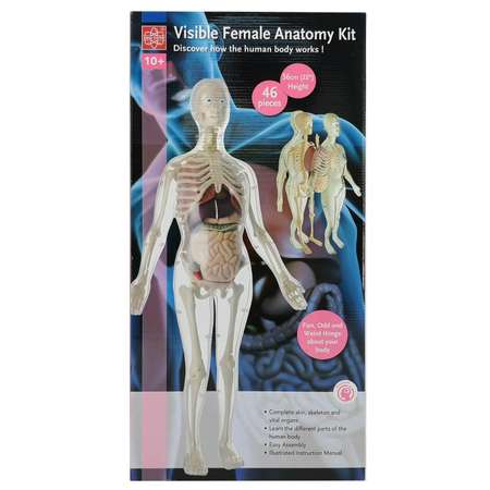 Анатомический набор EDU-TOYS органы и скелет женщины 56см