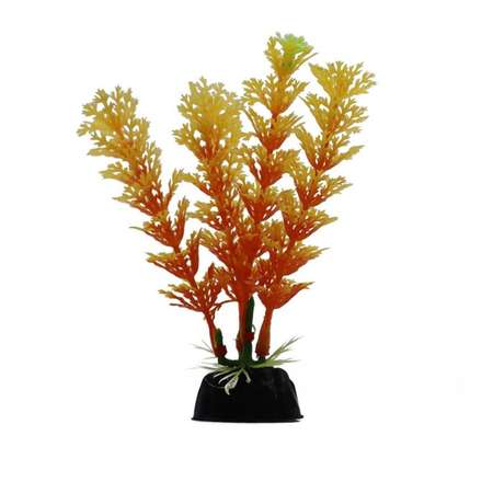 Аквариумное растение Rabizy водоросли 3х10 см