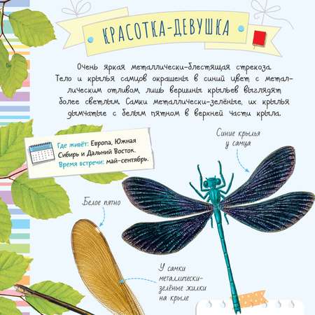 Энциклопедия Удивительные насекомые