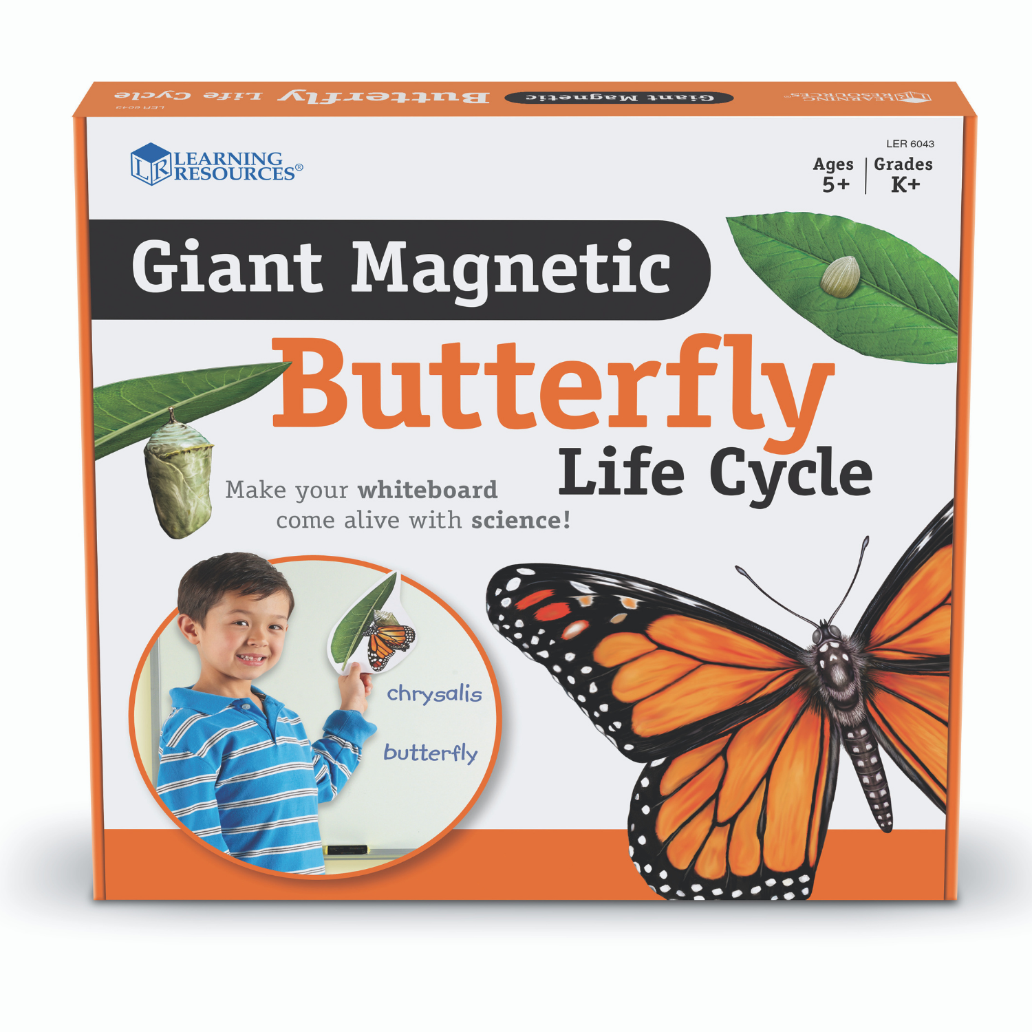 Развивающий набор Learning Resources «‎Жизненный цикл бабочки». Магнитный - фото 3