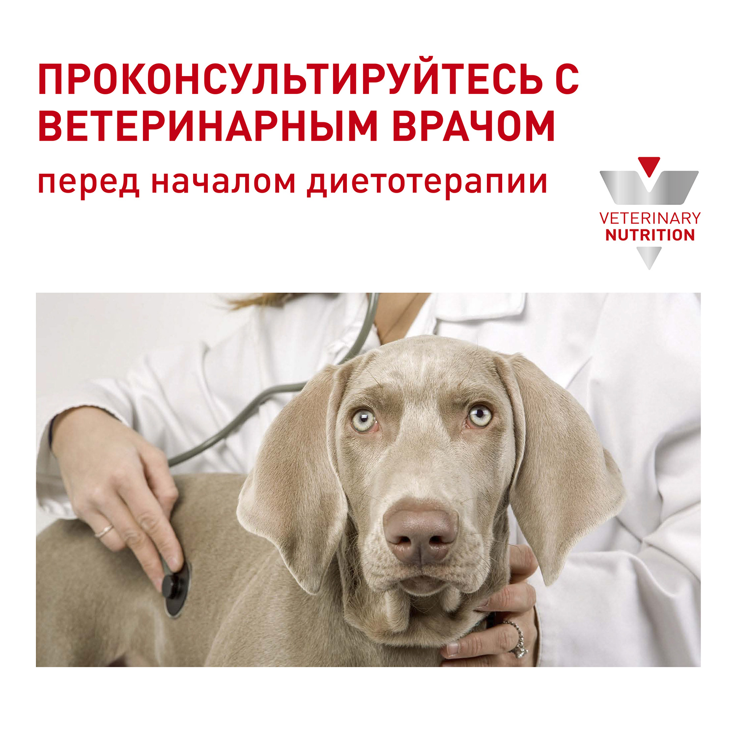 Влажный корм для собак ROYAL CANIN 0.1 кг (полнорационный) - фото 7