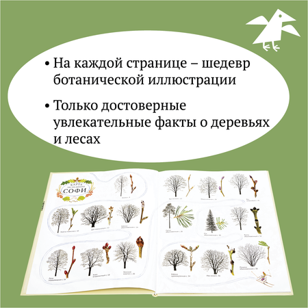 Книга ALBUS CORVUS Софи в мире деревьев