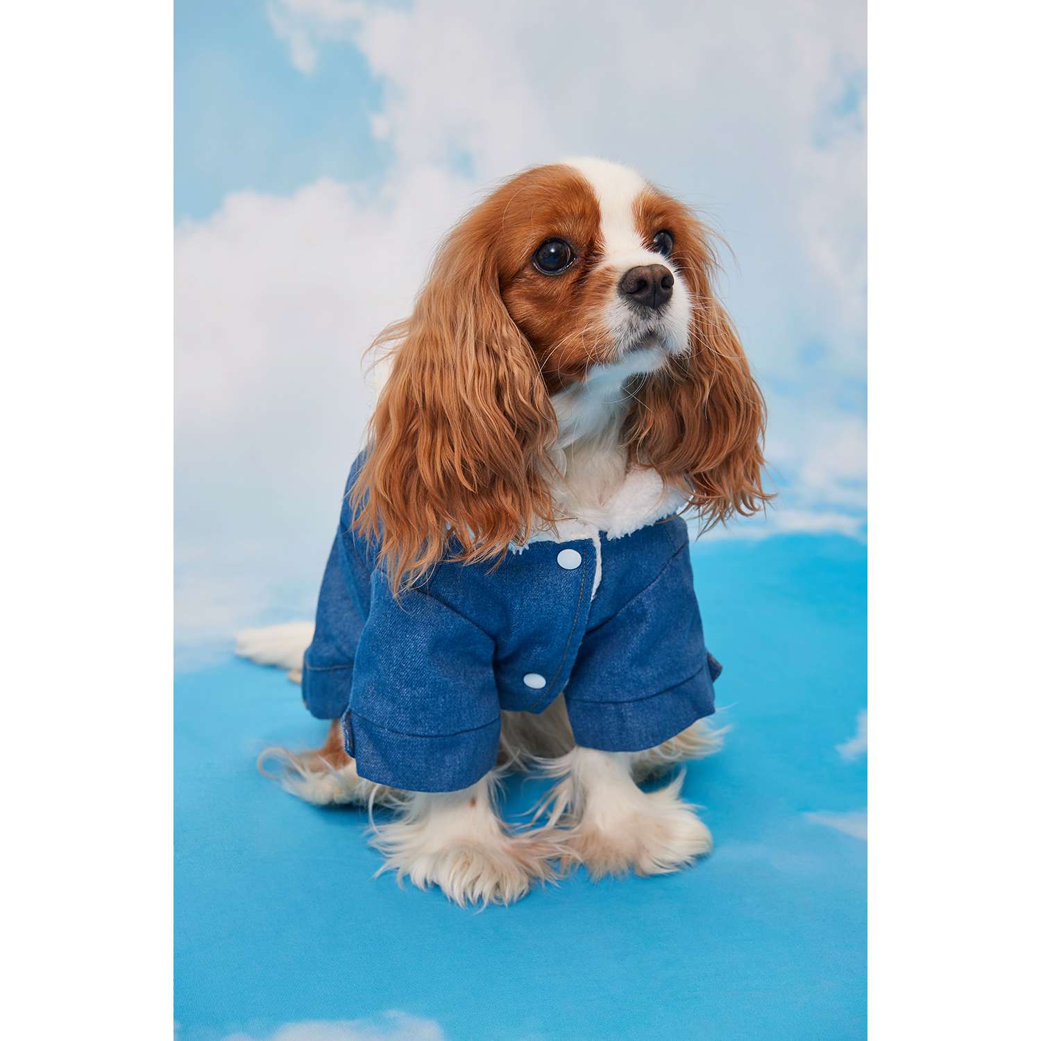 Куртка для собак Zoozavr синий 25 - фото 9