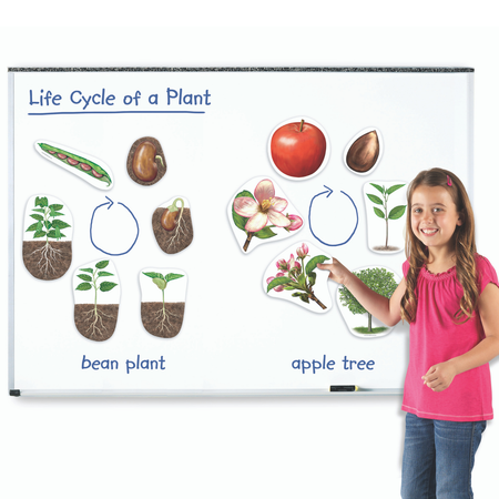 Развивающий набор Learning Resources «‎Жизненный цикл растений». Магнитный