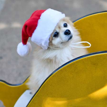 Колпак для собак PUPPIA Santas hat