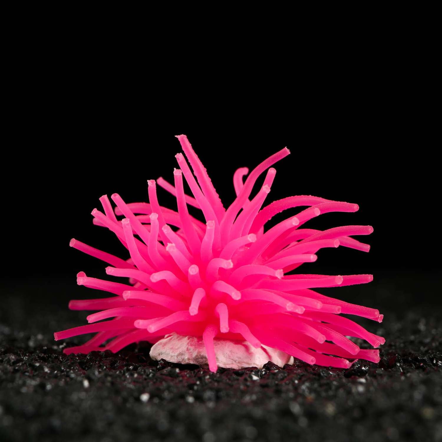 Декоративный Пижон анемон для аквариума. 8 х 5 см. розовый - фото 1