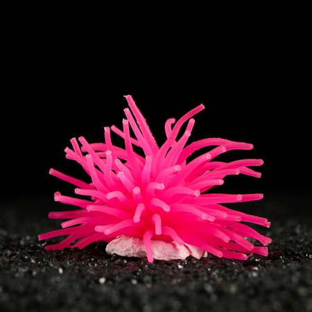 Декоративный Пижон анемон для аквариума. 8 х 5 см. розовый