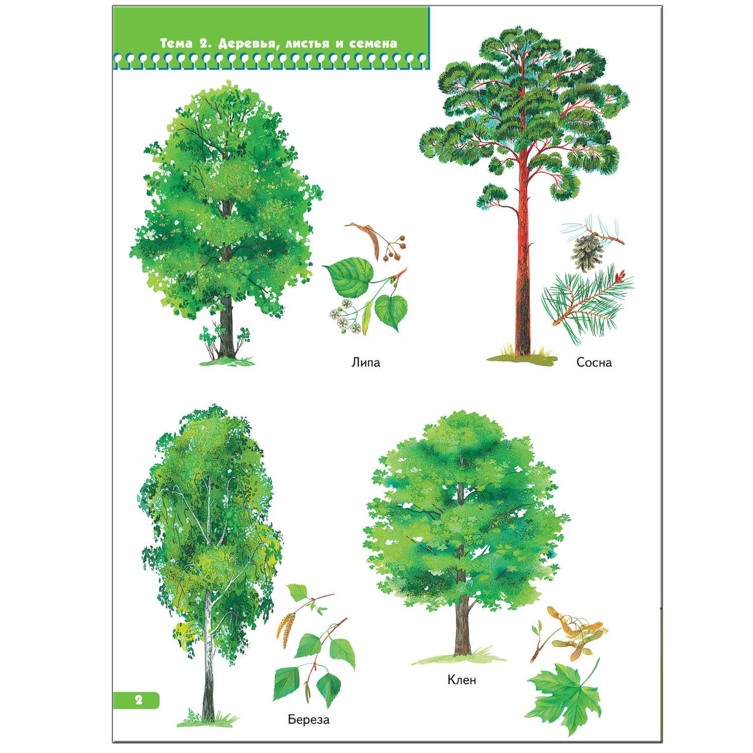 Название деревьев с картинками. Деревья для детей с названиями. Лиственные деревья для детей. Лиственные деревья для дошкольников. Лиственные деревья и кустарники названия.