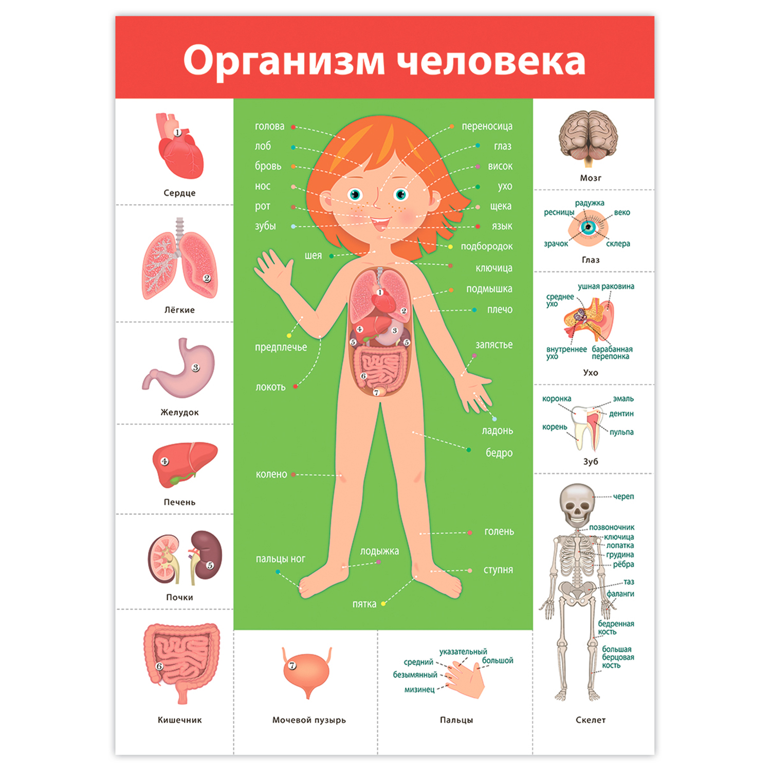 Набор обучающих плакатов Дрофа-Медиа Окружающий мир 1-4 класс 4018 - фото 6