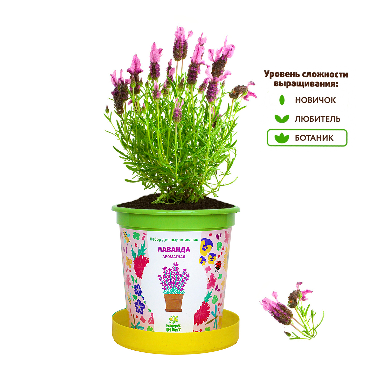 Набор для выращивания Happy Plant Вырасти сам растение в горшочке Лаванда ароматная - фото 5