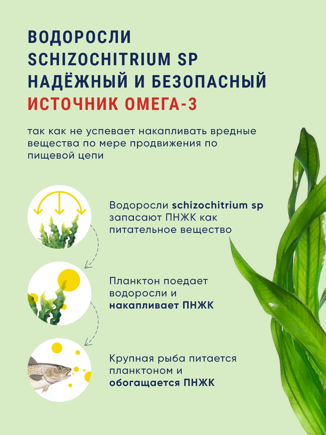 БАДы Biopharma Вегетарианская Омега 3 из водорослей Vegetabilsk Omega 3 - фото 4