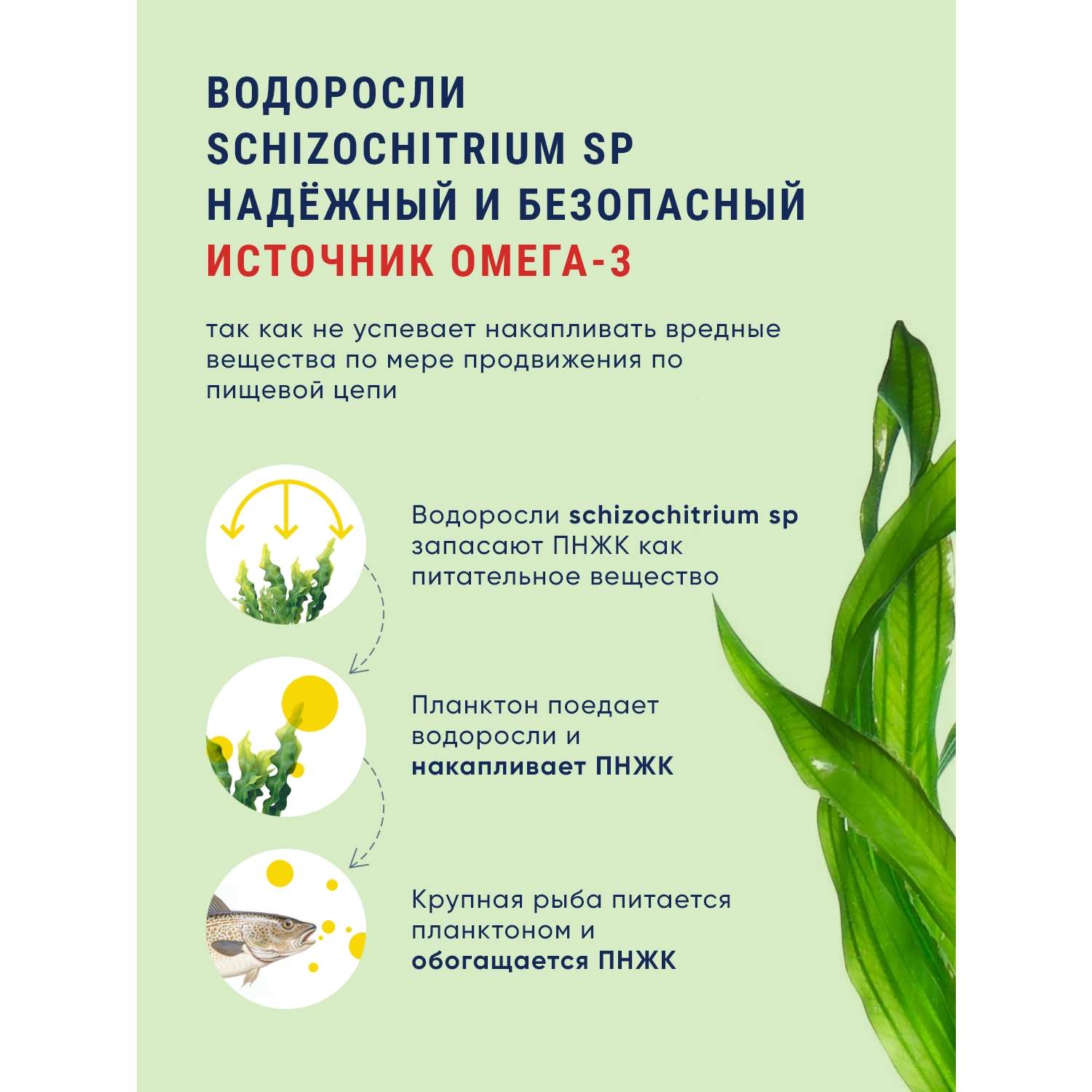 БАДы Biopharma Вегетарианская Омега 3 из водорослей Vegetabilsk Omega 3 - фото 4