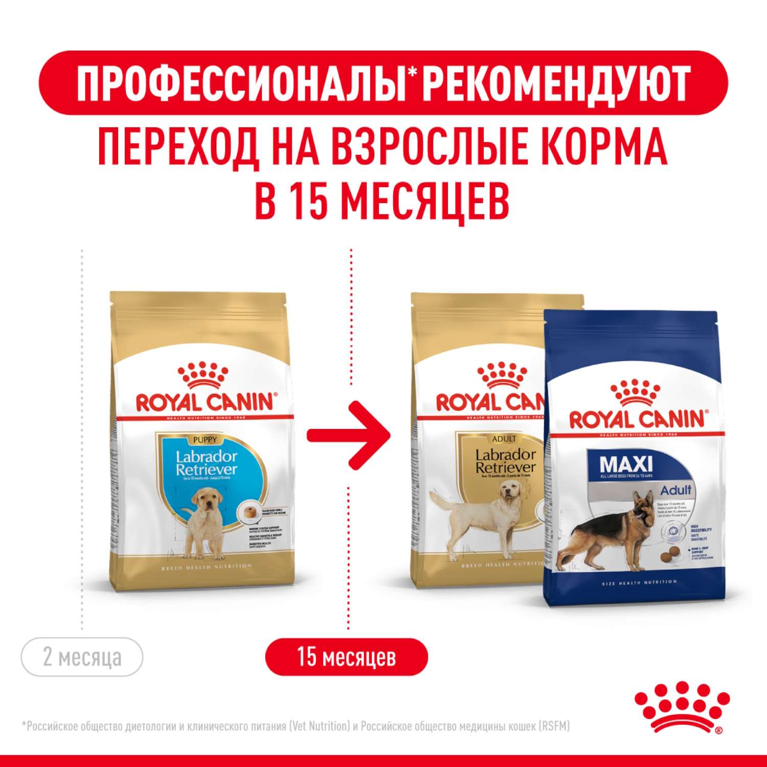 Royal canin store breed labrador retriever