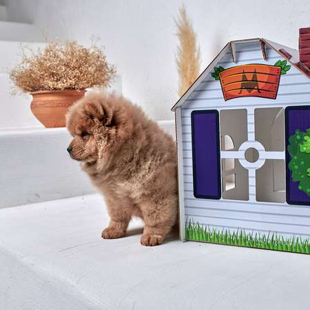 Домик MASKBRO улучшенный картонный для кошек и собак с когтеточкой и мятой