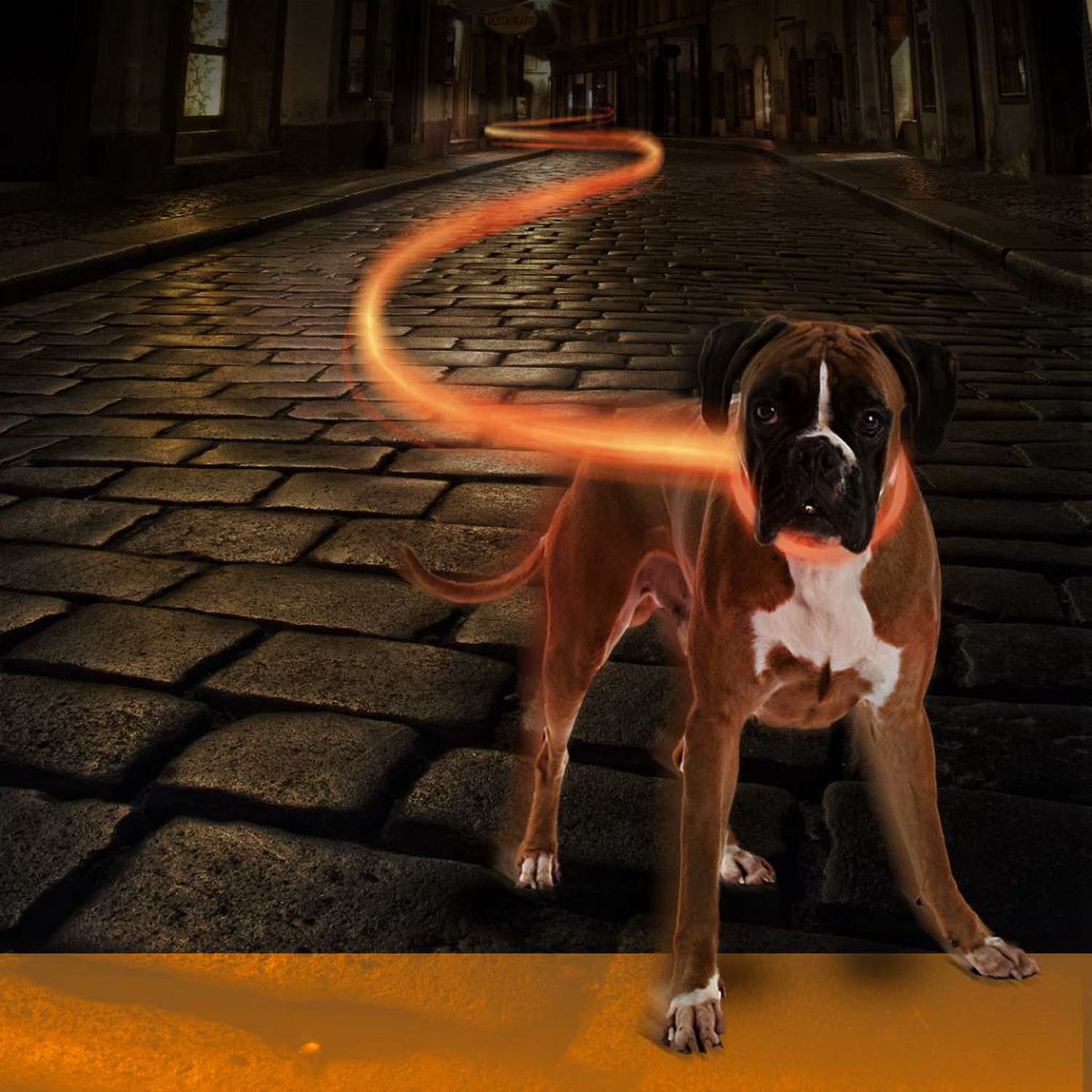 Ошейник для собак DUVO+ Оранжевый - фото 2