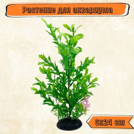 Аквариумное растение Rabizy 6х24 см