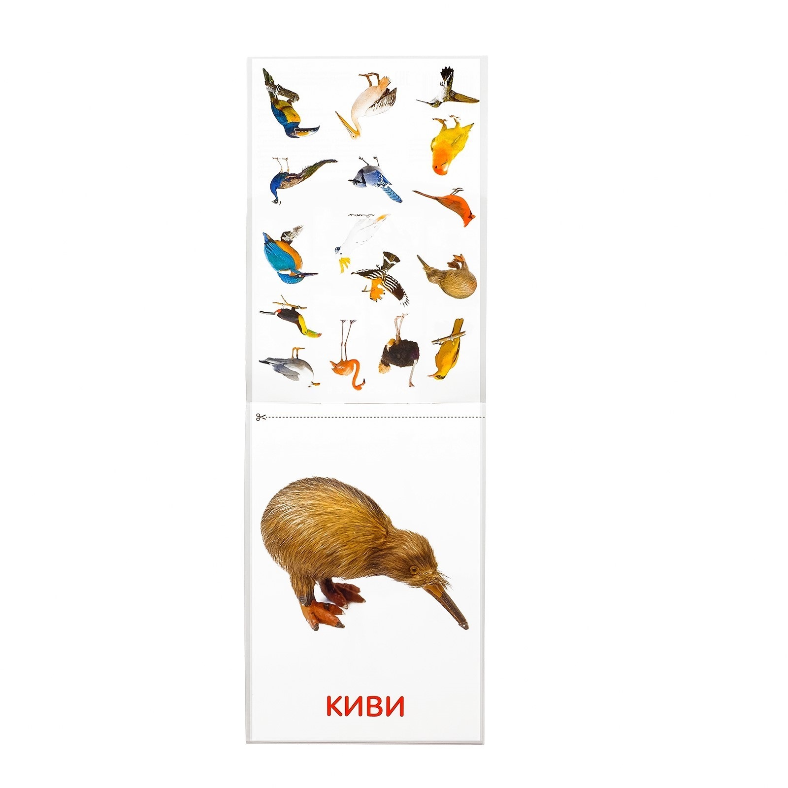 Обучающие карточки Буква-ленд Птицы в соответствии с методикой Г.Домана - фото 2