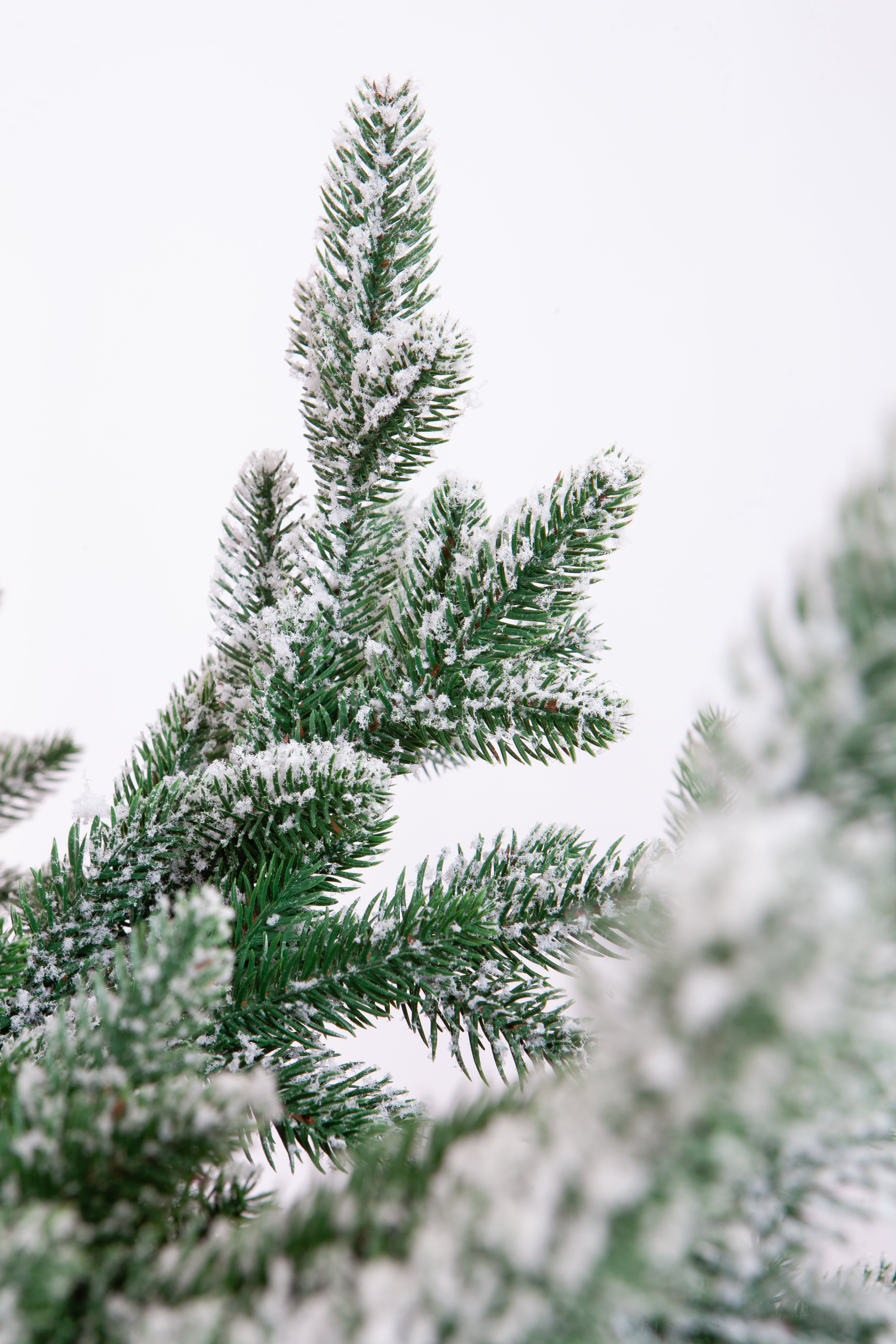 Елка Crystal Trees шотландия в снегу 300 см - фото 4