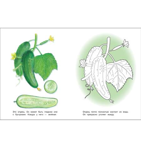 Раскраска Окружающий мир Овощи
