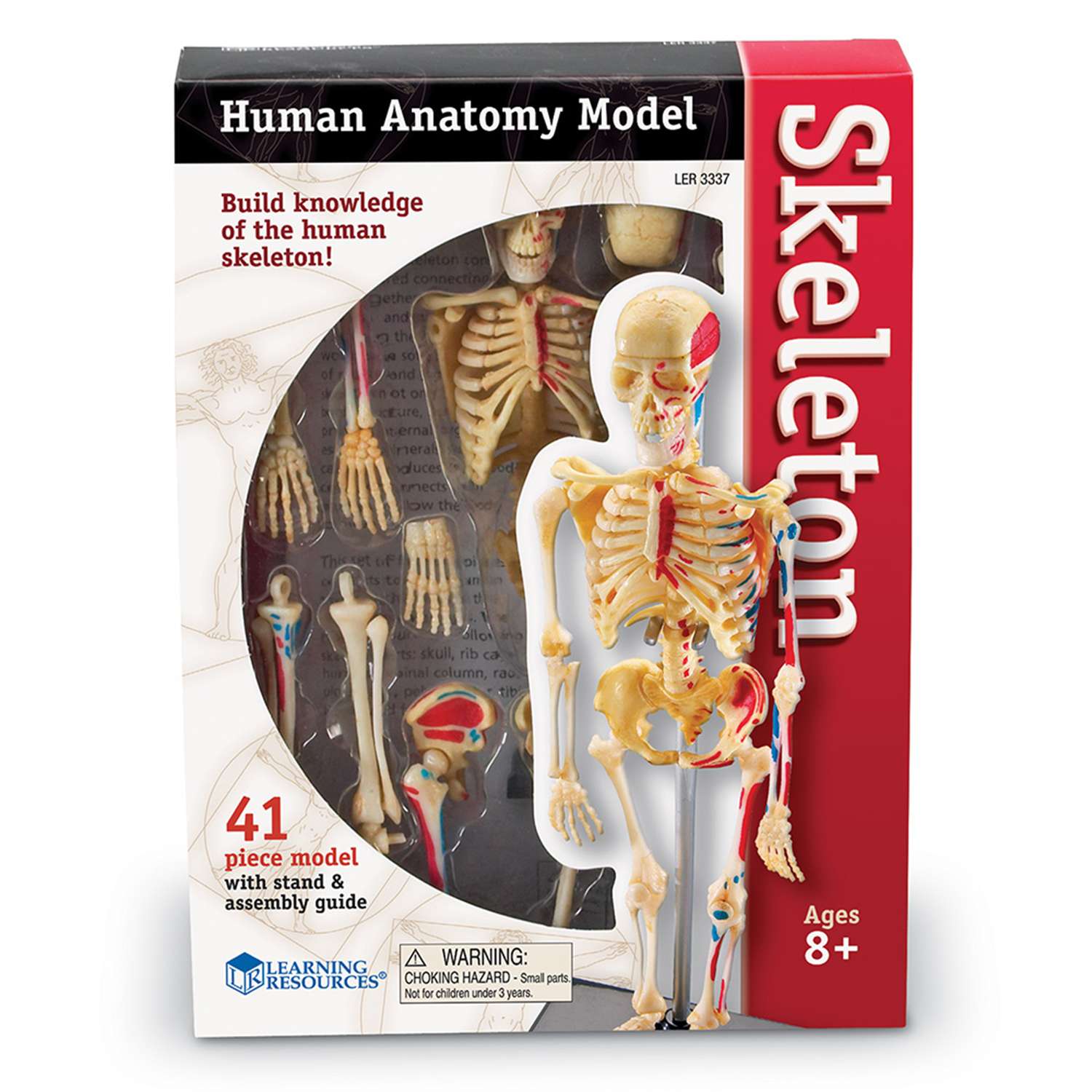 Развивающий набор Learning Resources Анатомия человека Скелет LER3337Q - фото 3