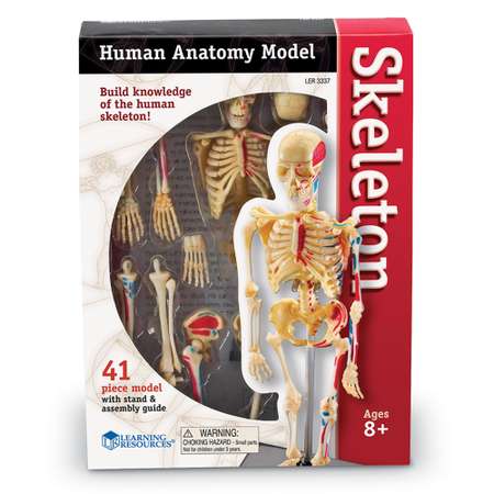 Развивающий набор Learning Resources Анатомия человека Скелет