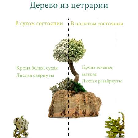 Дерево из цетрарии Cetraria 18 см