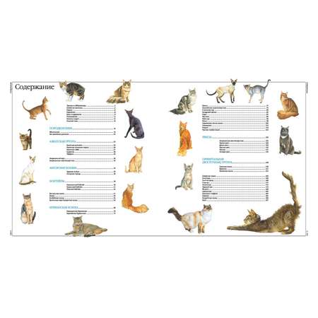 Книга Харвест Кошки: Все породы. Иллюстрированная энциклопедия про кошек домашних