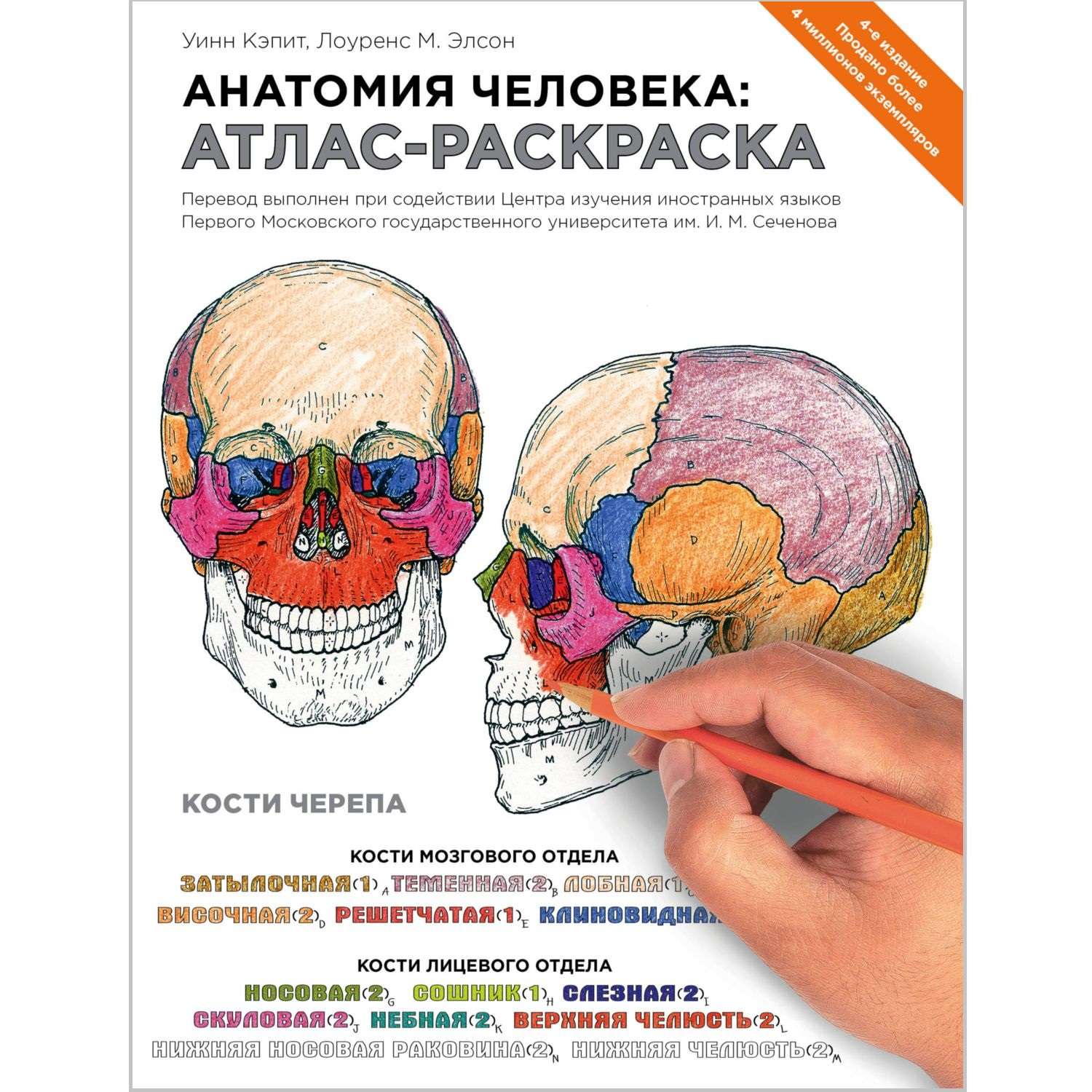Книга Эксмо Анатомия человека атлас-раскраска - фото 1