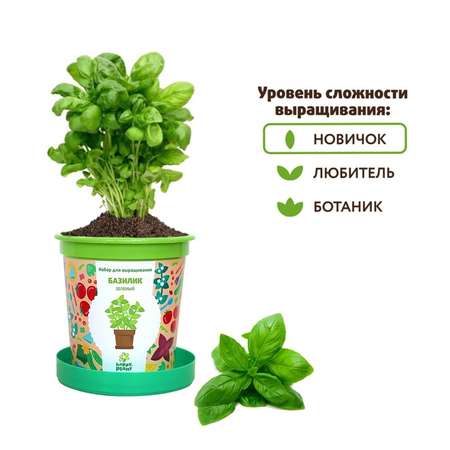 Набор для выращивания Happy Plant Вырасти сам растение в горшочке Базилик зеленый