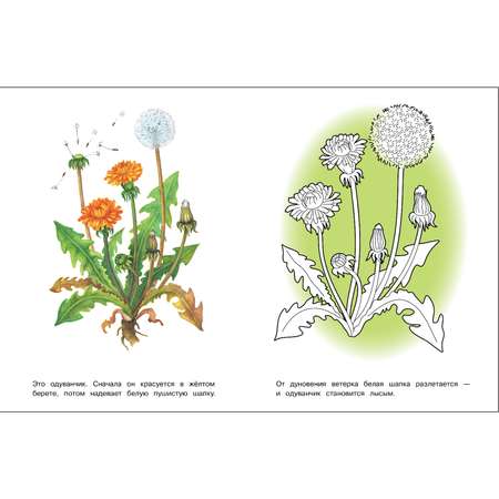 Раскраска Окружающий мир Лесные и полевые цветы